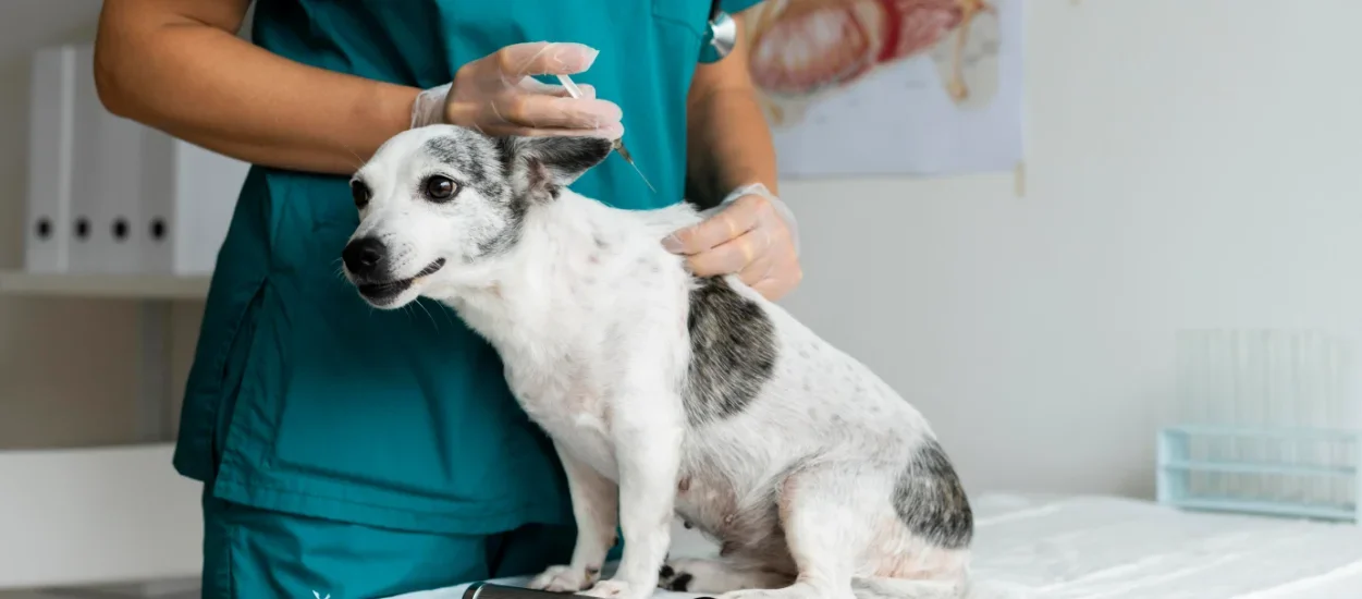 Profilaxia da Raiva e outras Zoonoses